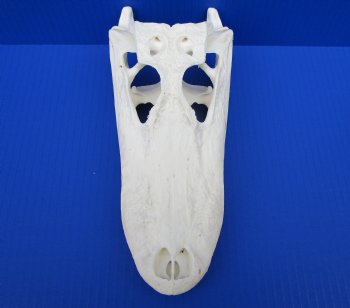 9-7/8 inches Authentic Florida Alligator Skull for $79.99