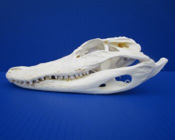 9-7/8 inches Authentic Florida Alligator Skull for $79.99