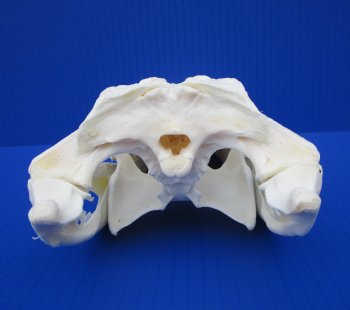 9-7/8 inches Authentic Florida Alligator Skull for $79.99