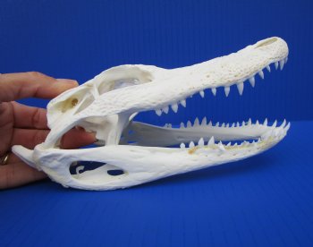 7-3/4 inches Authentic Florida Alligator Skull for $74.99