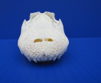 7-3/4 inches Authentic Florida Alligator Skull for $74.99