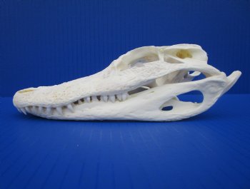 7-3/4 inches Authentic Florida Alligator Skull for $74.99