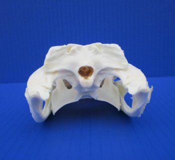 7-3/4 inches Authentic Florida Alligator Skull for $74.99