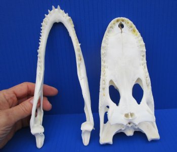 7-3/4 inches Authentic Florida Alligator Skull for $74.99