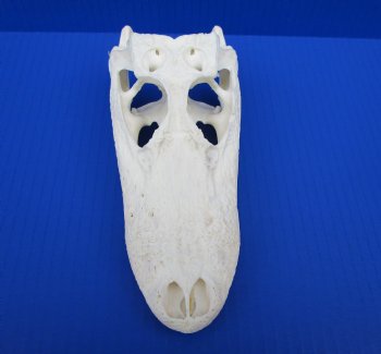 7-3/4 inches Authentic Florida Alligator Skull for $74.99