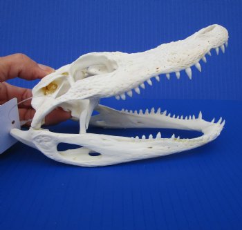 7-1/4 inches Authentic Florida Alligator Skull for $74.99