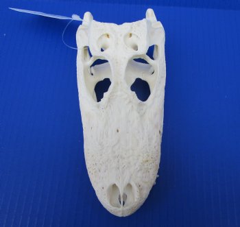 7-1/4 inches Authentic Florida Alligator Skull for $74.99