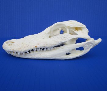 7-1/4 inches Authentic Florida Alligator Skull for $74.99