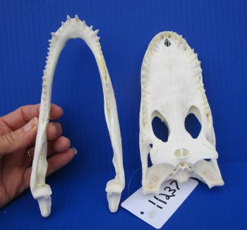 7-1/4 inches Authentic Florida Alligator Skull for $74.99