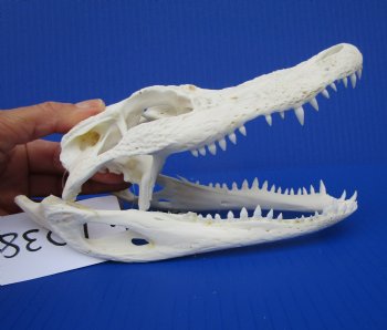 7-1/4 inches Authentic Florida Alligator Skull for $74.99