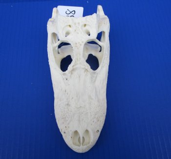 7-1/4 inches Authentic Florida Alligator Skull for $74.99