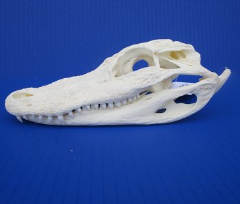 7-1/4 inches Authentic Florida Alligator Skull for $74.99