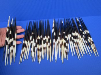 50 Thick Porcupine Quills 7-1/2 to 8-1/4 inches long - Buy these for $1.60 each