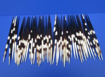 50 Thick Porcupine Quills 7-1/2 to 8-1/4 inches long - Buy these for $1.60 each