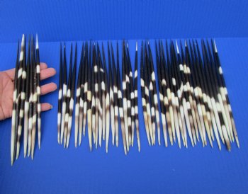 50 Thick Porcupine Quills 6-3/4 to 7-15/16 inches long - Buy these for $1.50 each