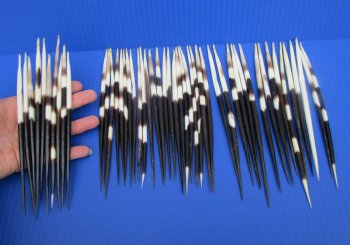 50 Thick Porcupine Quills 6-3/4 to 8-1/4 inches long - Buy these for $1.50 each