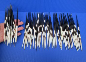 50 Thick Porcupine Quills 6-3/4 to 7-7/8 inches long - Buy these for $1.50 each