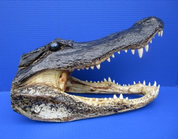 15-1/4 inches Large Taxidermy Alligator Head for Sale - Buy this one for $79.99