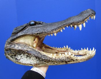 15-1/4 inches Large Taxidermy Alligator Head for Sale - Buy this one for $79.99