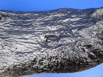 15-1/4 inches Large Taxidermy Alligator Head for Sale - Buy this one for $79.99