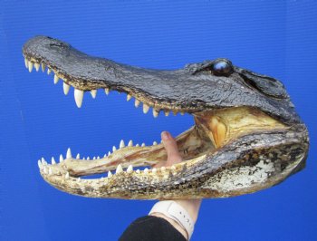 15-1/4 inches Large Taxidermy Alligator Head for Sale - Buy this one for $79.99