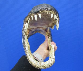 15-1/4 inches Large Taxidermy Alligator Head for Sale - Buy this one for $79.99