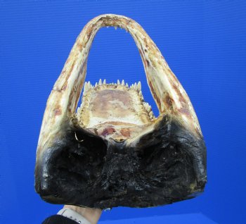 15-1/4 inches Large Taxidermy Alligator Head for Sale - Buy this one for $79.99