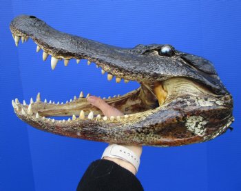 15-1/2 inches Large Taxidermy Alligator Head for Sale - Buy this one for $79.99