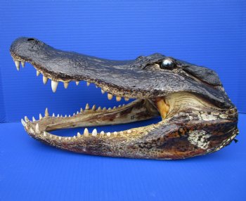 15-1/2 inches Large Taxidermy Alligator Head for Sale - Buy this one for $79.99