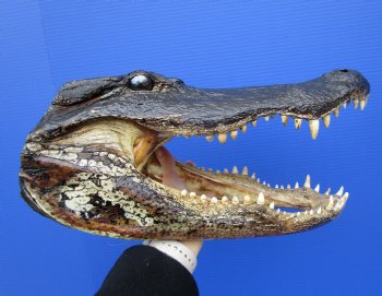 15-1/2 inches Large Taxidermy Alligator Head for Sale - Buy this one for $79.99