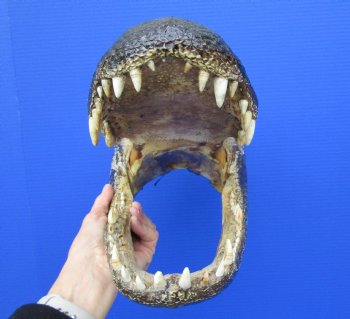 15-1/2 inches Large Taxidermy Alligator Head for Sale - Buy this one for $79.99