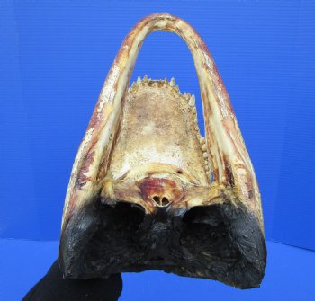 15-1/2 inches Large Taxidermy Alligator Head for Sale - Buy this one for $79.99