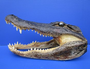 15 inches Large Taxidermy Alligator Head for Sale - Buy this one for $79.99