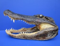 15 inches Large Taxidermy Alligator Head for Sale - Buy this one for $79.99