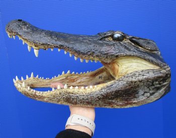 15 inches Large Taxidermy Alligator Head for Sale - Buy this one for $79.99