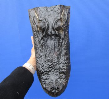 15 inches Large Taxidermy Alligator Head for Sale - Buy this one for $79.99