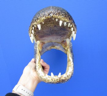 15 inches Large Taxidermy Alligator Head for Sale - Buy this one for $79.99