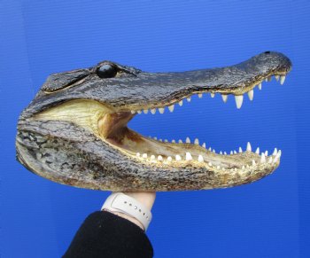 15 inches Large Taxidermy Alligator Head for Sale - Buy this one for $79.99