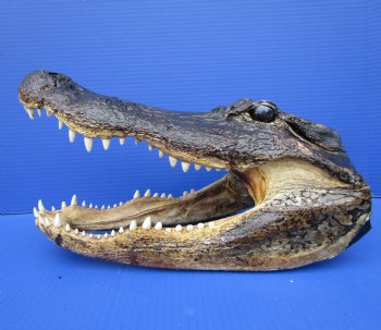 14-1/2 inches Large Taxidermy Louisiana Alligator Head - Buy this one for $64.99