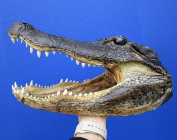 14-1/2 inches Large Taxidermy Louisiana Alligator Head - Buy this one for $64.99