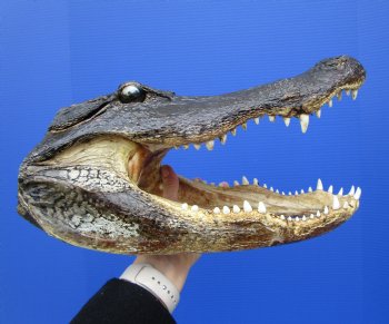 14-1/2 inches Large Taxidermy Louisiana Alligator Head - Buy this one for $64.99