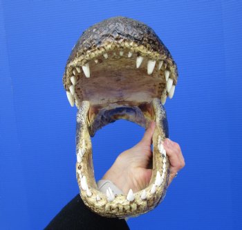 14-1/2 inches Large Taxidermy Louisiana Alligator Head - Buy this one for $64.99