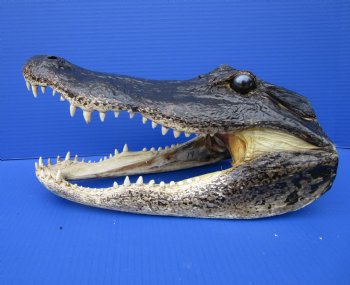 14-1/8 inches Large Taxidermy Louisiana Alligator Head - Buy this one for $64.99