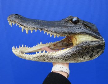 14-1/8 inches Large Taxidermy Louisiana Alligator Head - Buy this one for $64.99