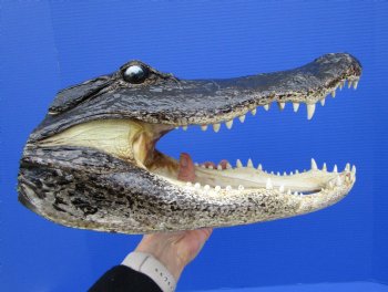 14-1/8 inches Large Taxidermy Louisiana Alligator Head - Buy this one for $64.99