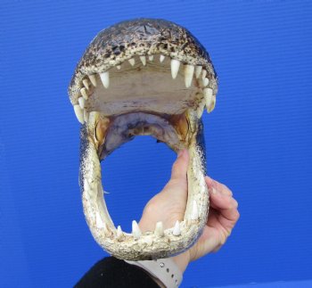 14-1/8 inches Large Taxidermy Louisiana Alligator Head - Buy this one for $64.99