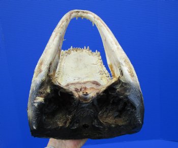 14-1/8 inches Large Taxidermy Louisiana Alligator Head - Buy this one for $64.99