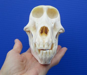 7 inches Female African Chacma Baboon Skull for Sale <font color=red> Good Quality</font> - Buy this one for $154.99 (CITES #P-000023748))