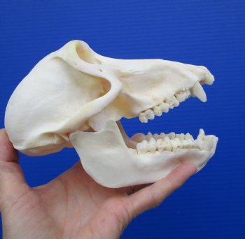 7 inches Female African Chacma Baboon Skull for Sale <font color=red> Good Quality</font> - Buy this one for $154.99 (CITES #P-000023748))