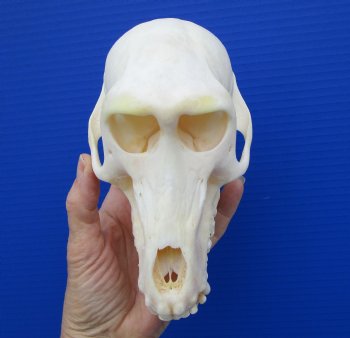 7 inches Female African Chacma Baboon Skull for Sale <font color=red> Good Quality</font> - Buy this one for $154.99 (CITES #P-000023748))